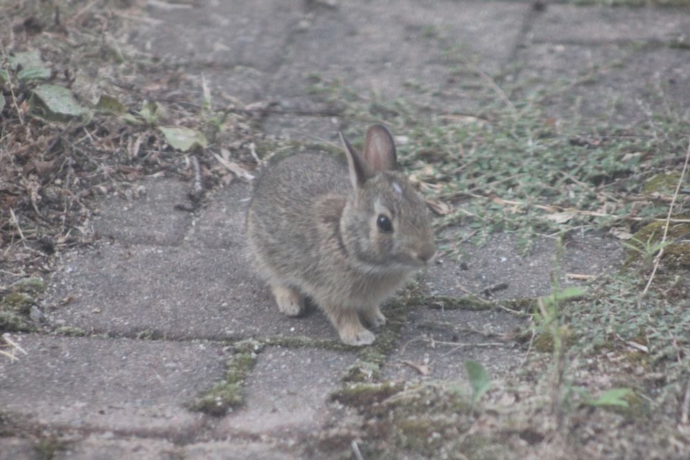 young wild rabbit photographed on a stone patio