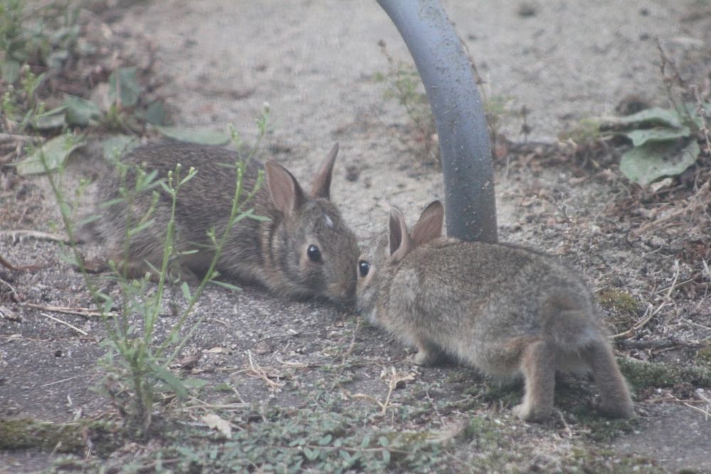 Two young wild rabbits nose to nose on a stone patio