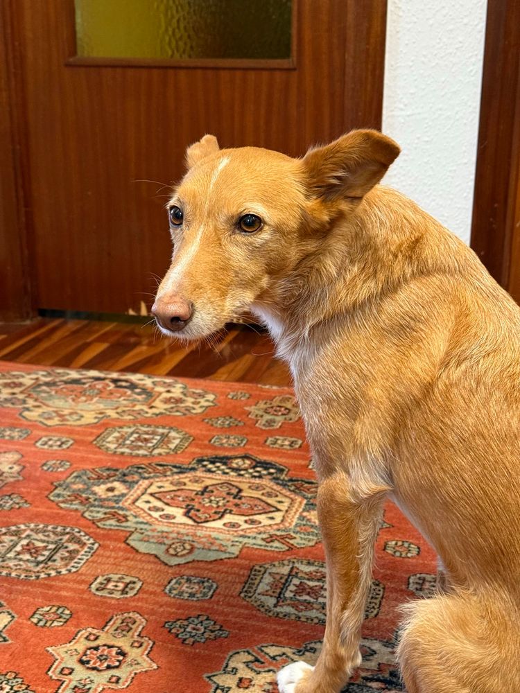 A medium-sized golden dog sits with its back turned slightly, looking over its shoulder. The dog looks totally appalled. The background features a wooden door and a patterned red rug on the floor.
