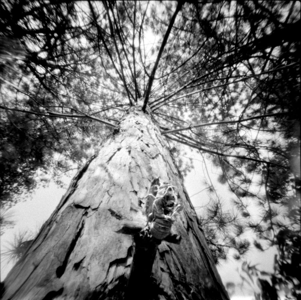 A white pine's branches tower overhead, with a cicada nymph's exoskeleton hanging on the stub of a branch in the foreground.
