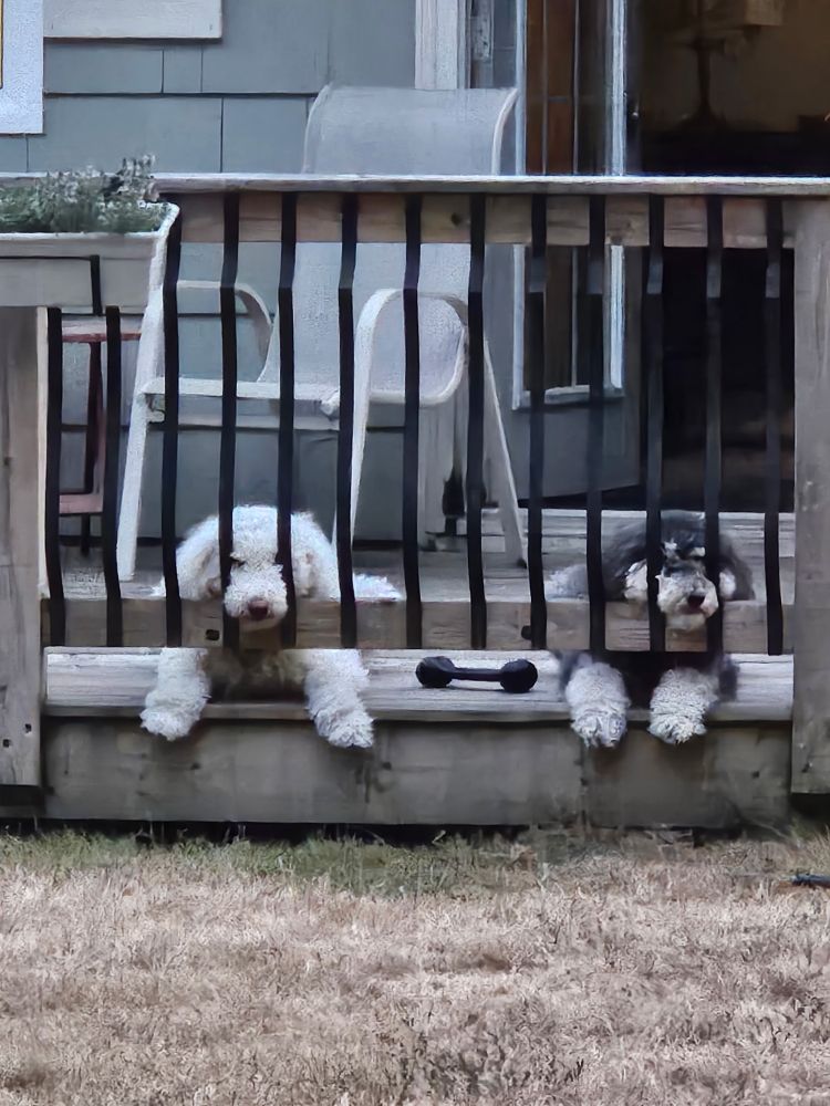 Two dogs staring out between the bars of a deck rail
