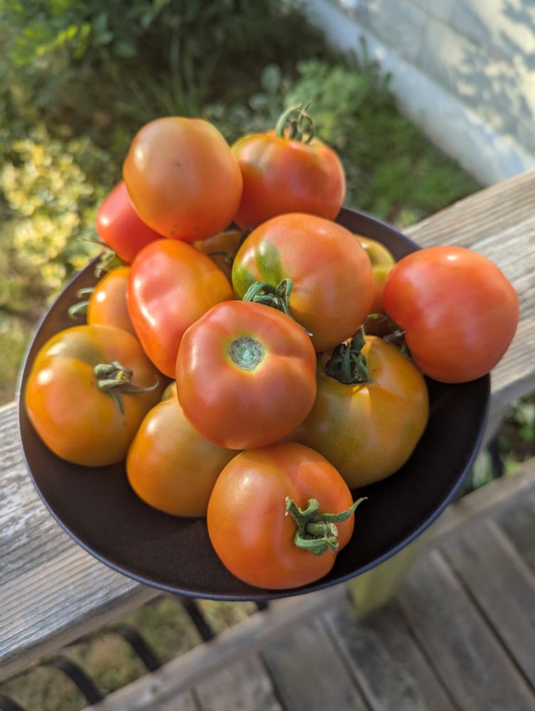 A black bowl full of freshly picked tomatoes 