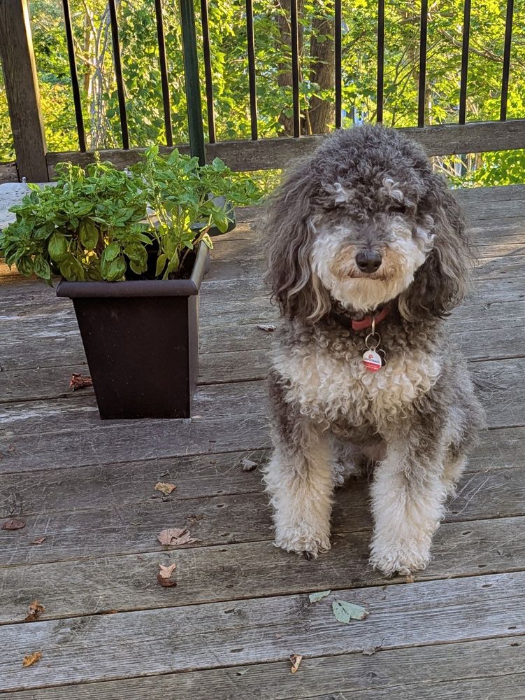 A black and tan Sheepadoodle sitting on a deck beside a Basil plant 