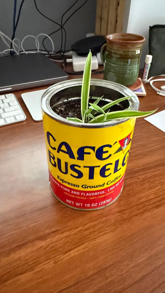 Another small spider plant in a cafe bustelo can