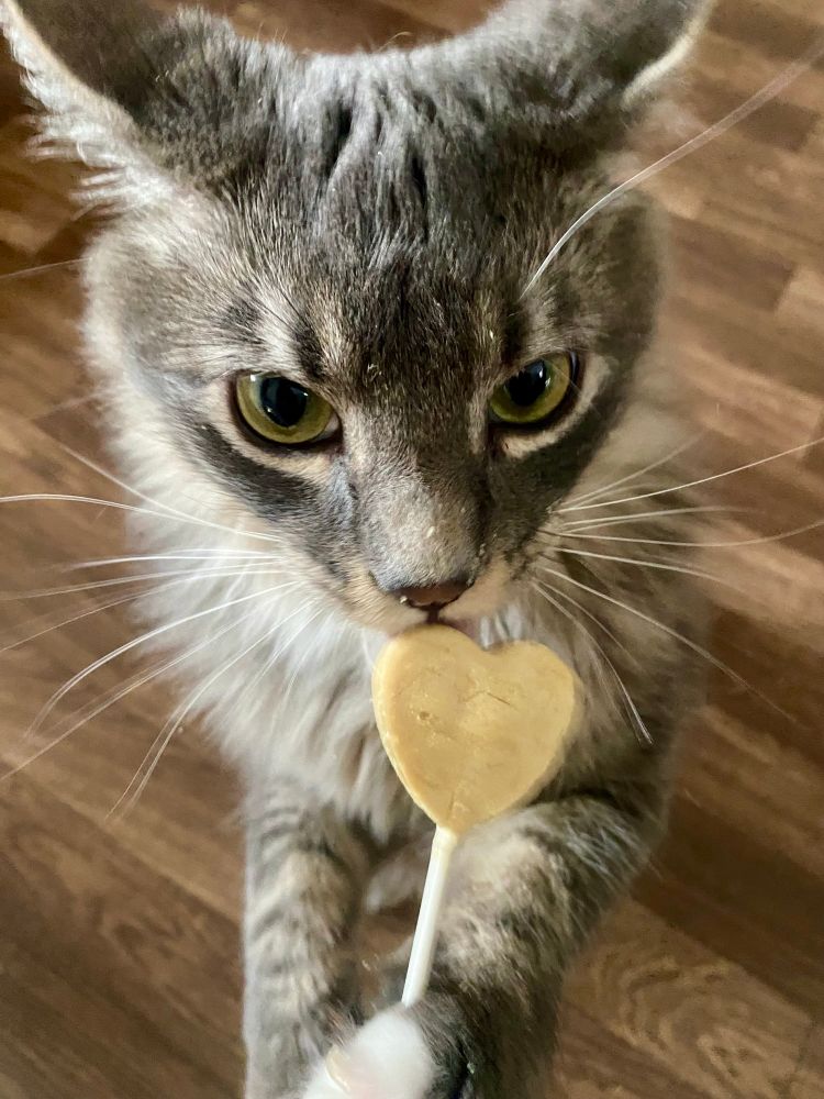 A fluffy grey cat licks at a heart shaped freeze dried chicken lollipop. His ears are back. He looks annoyed- way more annoyed than he should for someone with a treat, but despite his outside appearance he is content.
