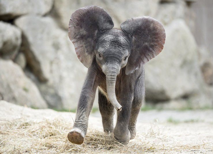 Baby Elefant 