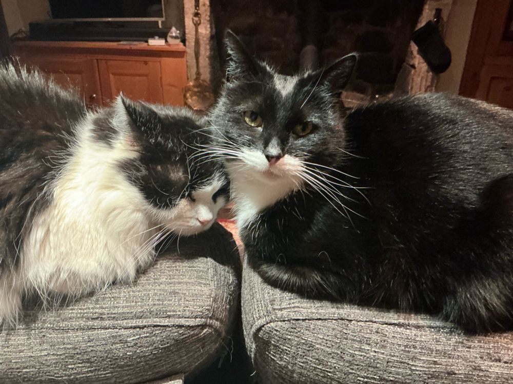 Two cats on a settee, the larger one is white with some black, the smaller black with a white chest.