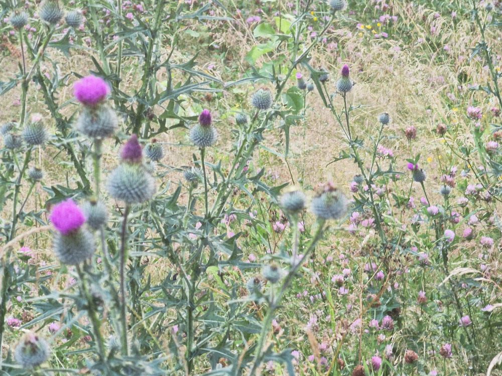 Bilde av lilla, blomstrende tistler 