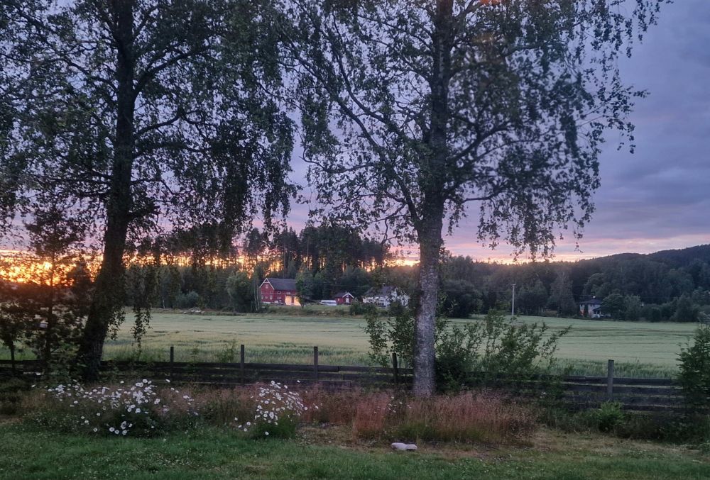 Photo of a garden and Birch trees in front, a green field and a farm and a hill behind, and the sky with a low midnight sun