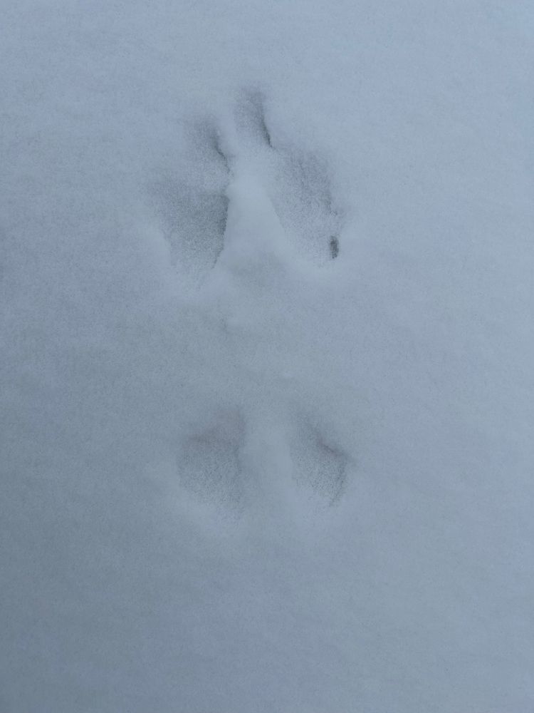 A print of some kind in snow