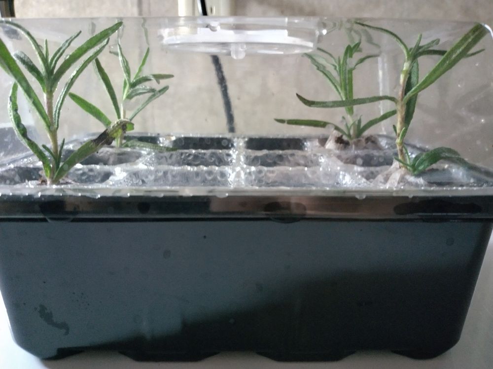 Four small rosemary clippings, planted in peat pellets, under a humidity dome.