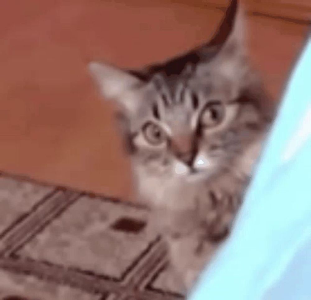 a close up of a cat looking at the camera while standing on a tiled floor .