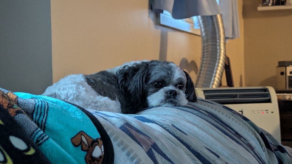 Cute shih tzu lounging on a sofa