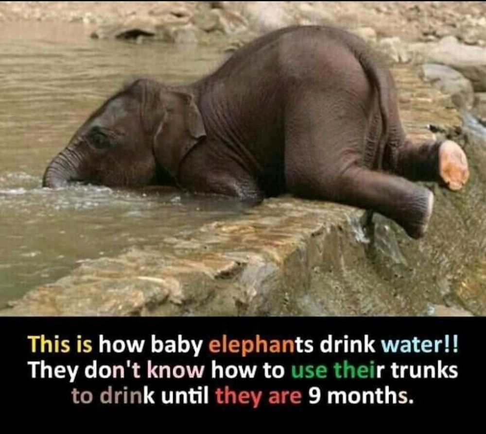 Pic of a baby elephant splooting face down into large pool of water. Caption: This is how baby elephants drink water!! They don't know how to use their trunks to drink until they are 9 months.