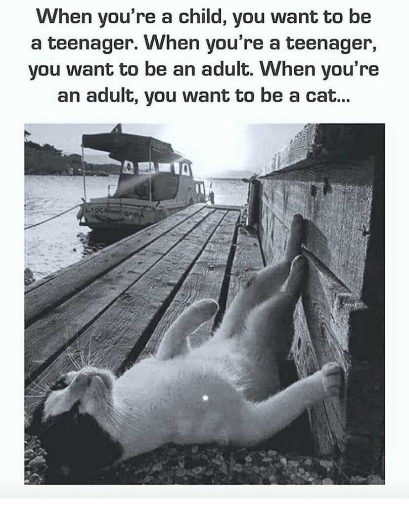 B&W photo of a cat lying face up on a wooden bench. Heading: When you're a child, you want to be a teenager. When you're a teenager, you want to be an adult. When you're an adult, you want to be a cat...