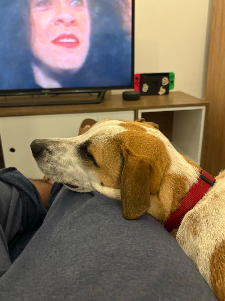 O Tobias, um cachorro grande, de pelo malhado branco e marrom e coleira vermelha, com a cabeça apoiada em cima do meu joelho enquanto estamos sentados no sofá 