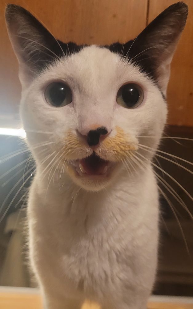 Archie the cat with sauce around his mouth, yelling at me for not giving him more