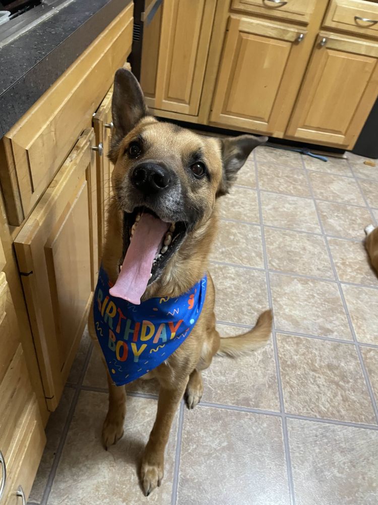 my belgian malinois mix named cooper who is smilin REAL wide for his birthday!! he has a bandana around his neck that says 'birthday boy' :)