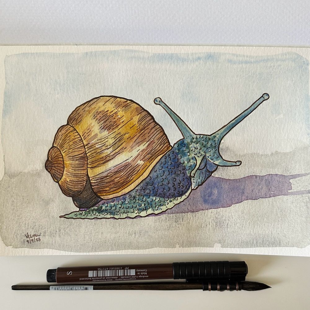 Watercolor and ink painting of a snail with a shiny brown shell and nubbly green body