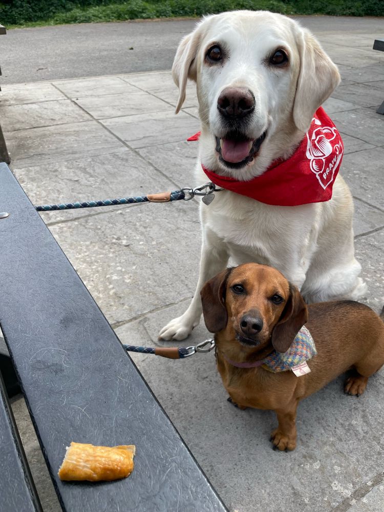 Same dog + Mabel the Dachshund, anticipating their sausages