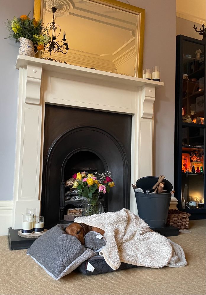 Mabel the Dachshund wrapped in blankets. 