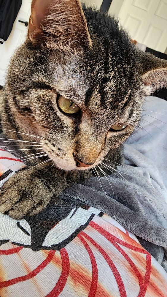 A Tabby cat laying on a woman