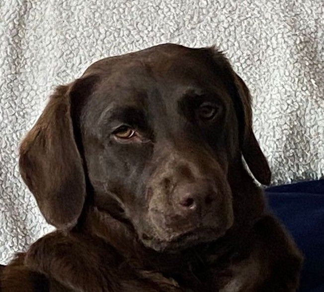 Chocolate labrador puppy looking at camera with a not-impressed look