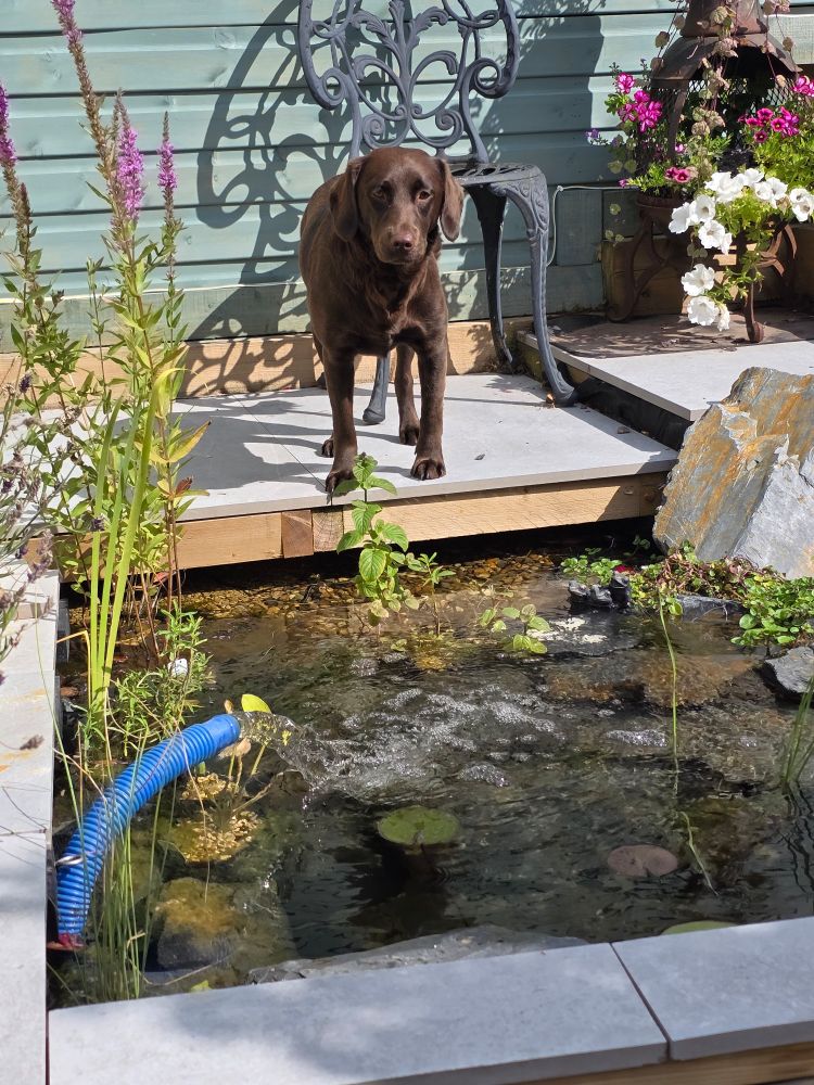 Chocolate labrador pup looking towards camera, stood on porcelain slabs overlooking a garden pond. 