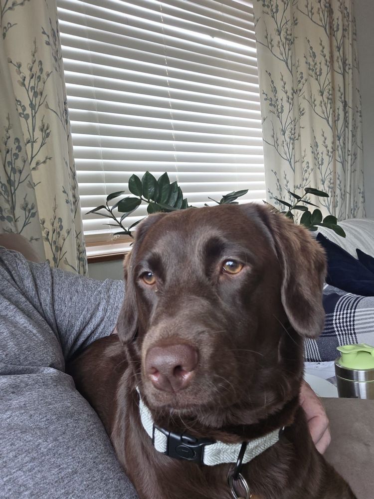 Chocolate coloured mini-poodle x lab, sat on arm of the chair. 