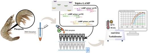 FIGURE 1: Diagrammatic representation that depicts the process of detecting infectious hypodermal and hematopoietic necrosis virus (IHHNV) by using a real‐time triplex loop‐mediated isothermal amplification (LAMP) assay. This assay employs three sets of primers totaling 18 primers, which target 24 specific regions of the IHHNV DNA within a single reaction. The optimal conditions for the assay, excluding the DNA preparation step, were identified as 63°C for 45 min. The results of the assay can be conveniently read using a portable turbidimeter.