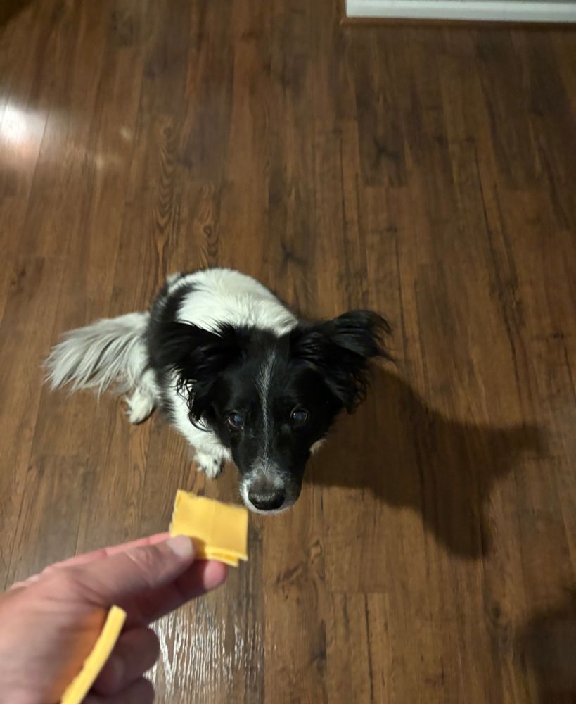 Handing a piece of cheese to a b/w border collie mix. 