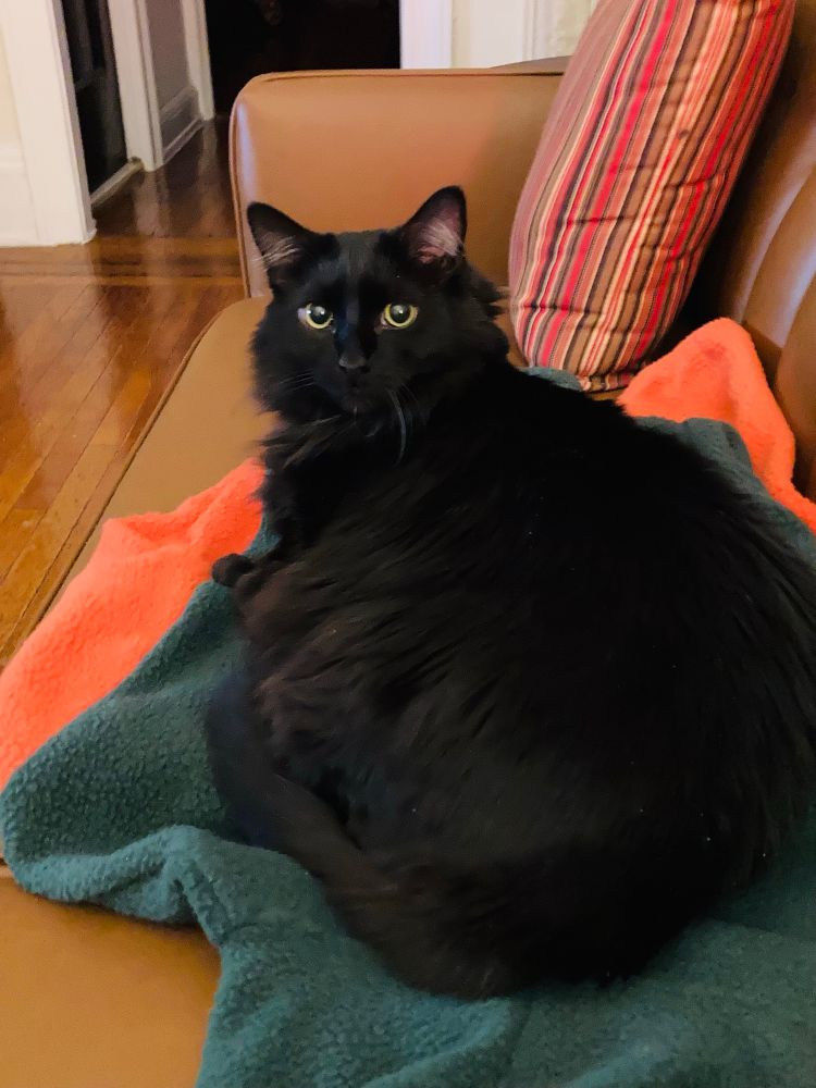 A big fluffy black cat curled up on an orange and green fleece hoodie on a caramel-colored faux leather sofa. With bright yellow eyes, the cat, named Bowie, is looking at the camera.