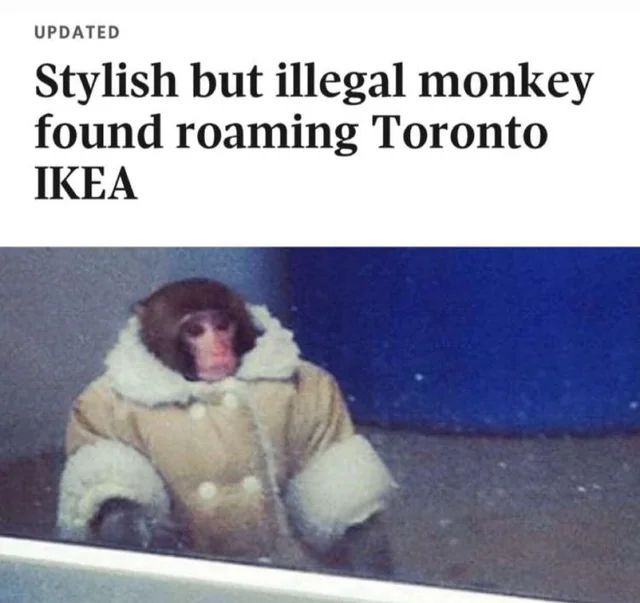 Stylish but illegal monkey found roaming Toronto IKEA

Photo: Darwin, a stylish monkey, contemplating life’s big questions 