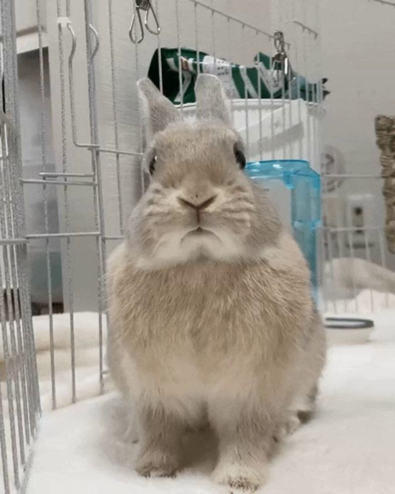 a rabbit in a cage looking at the camera with a green bag in the background