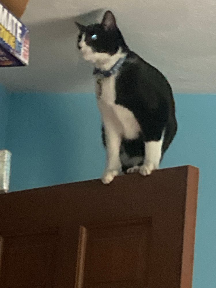 Tuxedo cat balanced on top of a wooden door in a blue-painted room