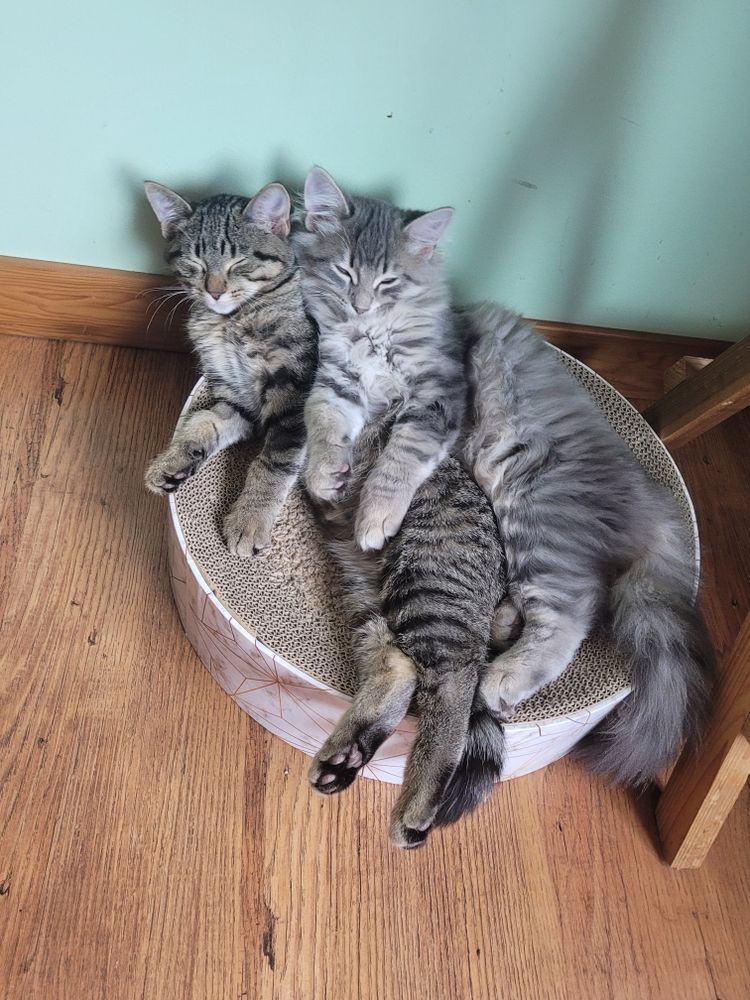 Two tabby cats cuddling in a round scratcher on a hardwood floor.