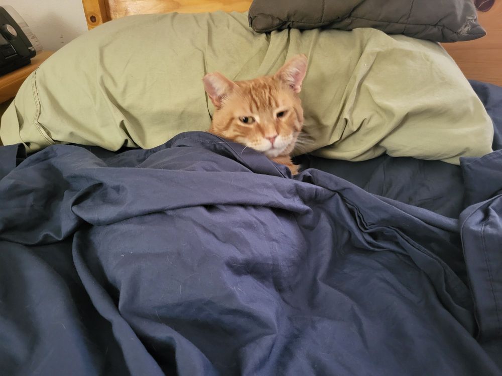 A very comfy orange boy, all tucked in.