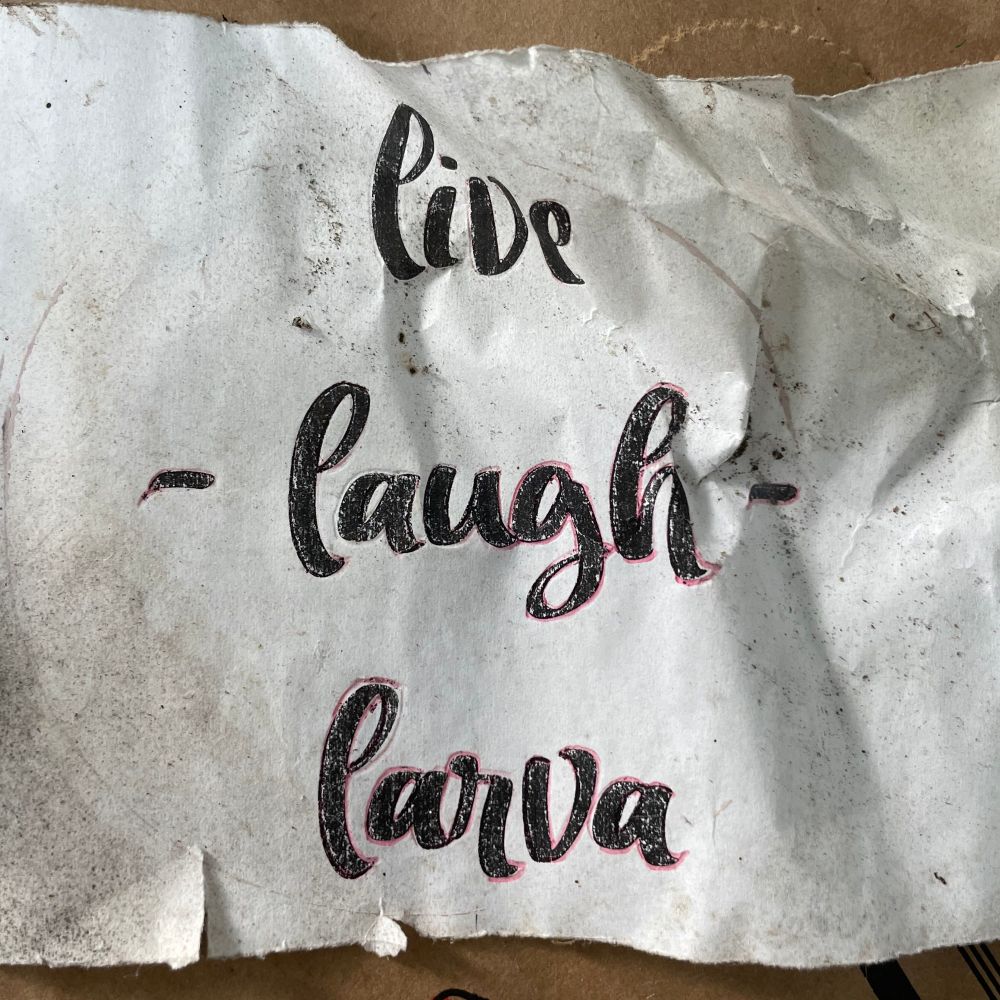 A crumpled, torn page with “live, laugh, larva” written on it in a fancy script
