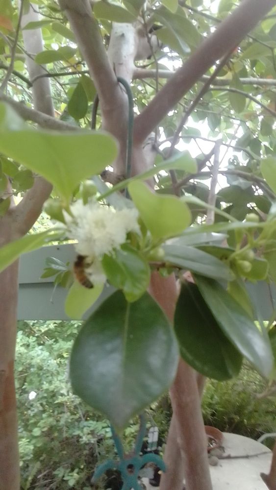 A honey bee on the blossoms of a cherry-guava tree in my garden. South Coast NSW, Australia.
📷Mine, November 2025.