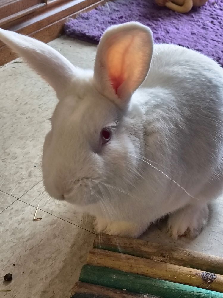 A white rabbit sitting calmly for a photo on a white tile floor. Wooden rabbit toy in front of him with a purple shag carpet behind him. 