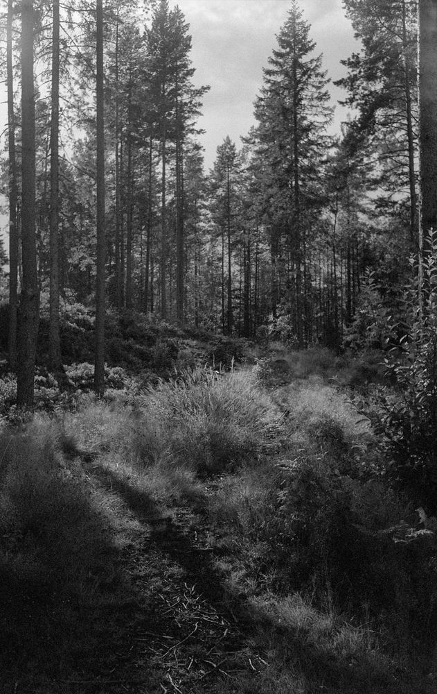 Forest with sunlight shining through tall trees and casting stripy shadows on the ground.