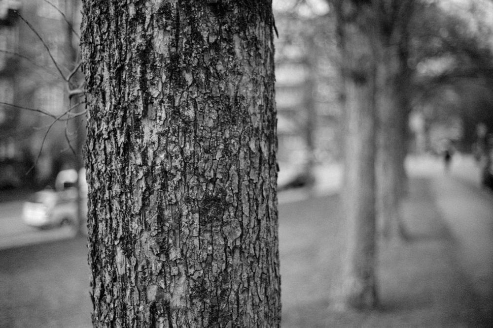 Closeup of a tree with very textured bark. Blurry background where more trees and a city scene can just about be made out.