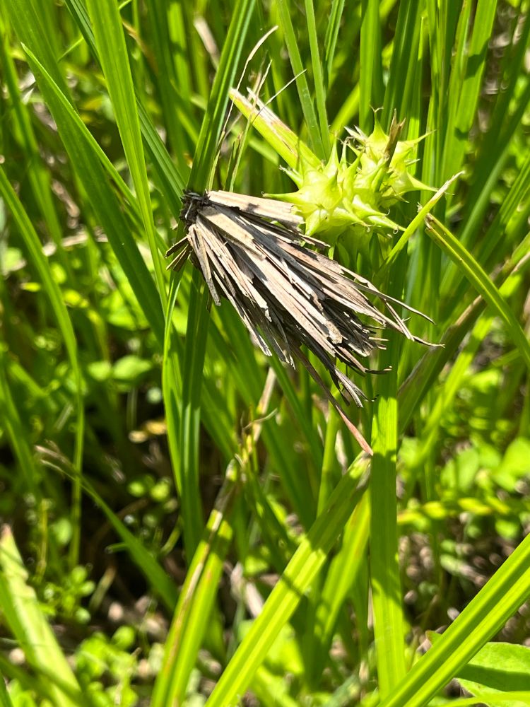 シバミノガ幼虫