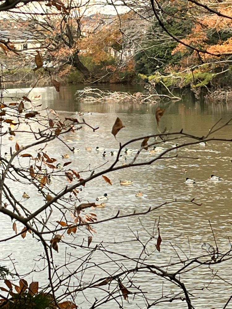 マガモがいっぱい