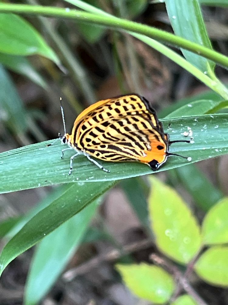 羽化したばかりのウラナミアカシジミ