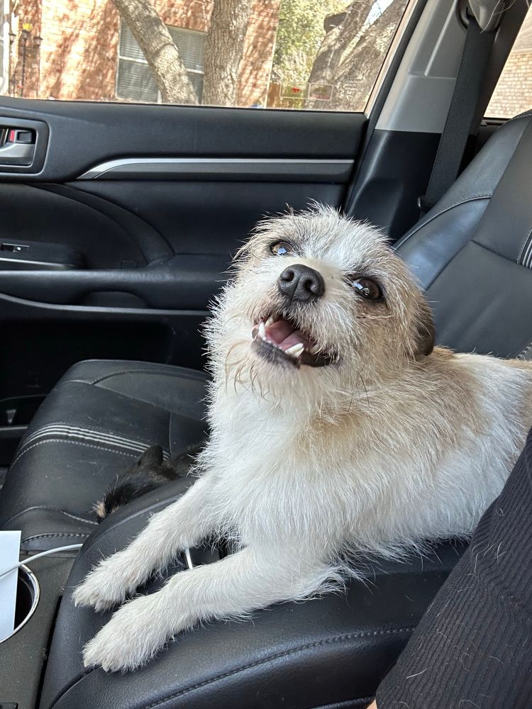 White and tan scruffy chihuahua sitting in car