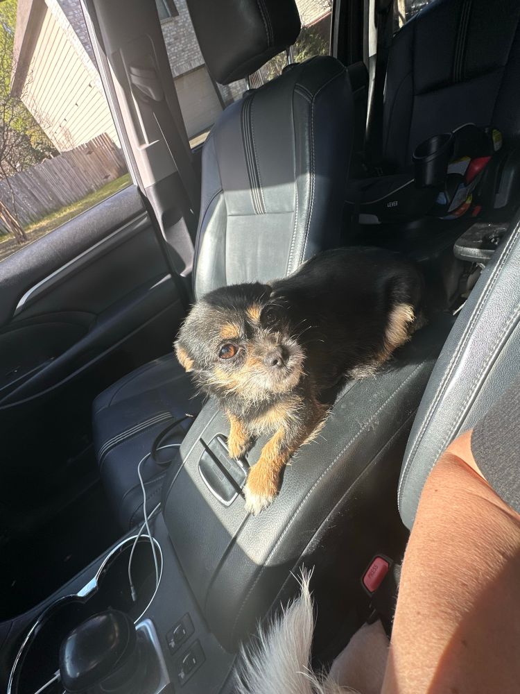 Black and tan scruffy chihuahua sitting on car console