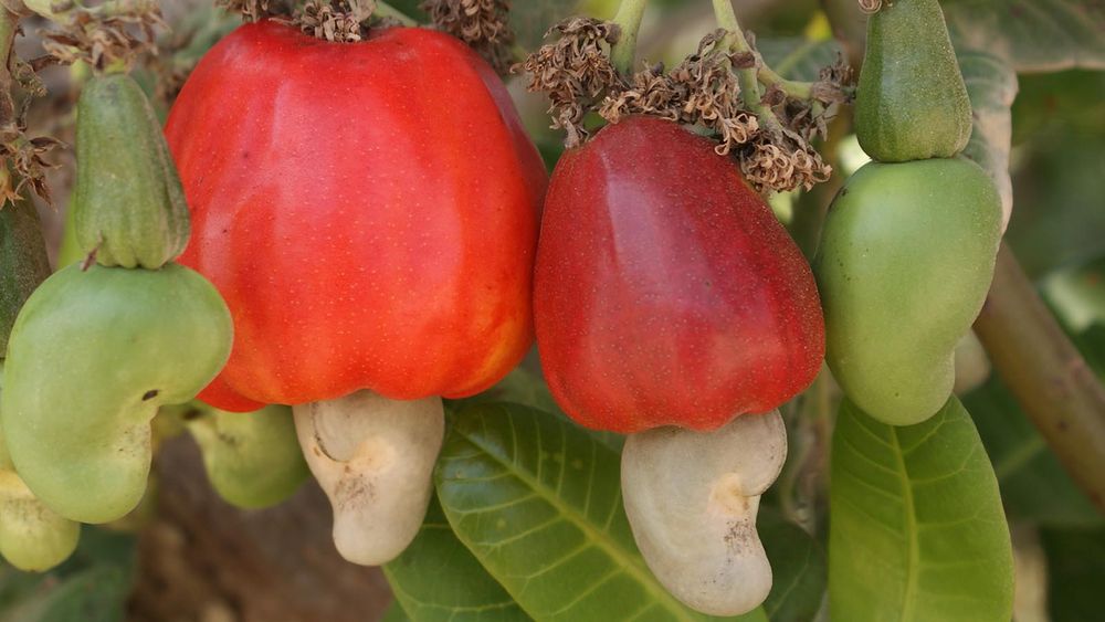 cashews growing off of their fruit, which looks like an inverted red pepper