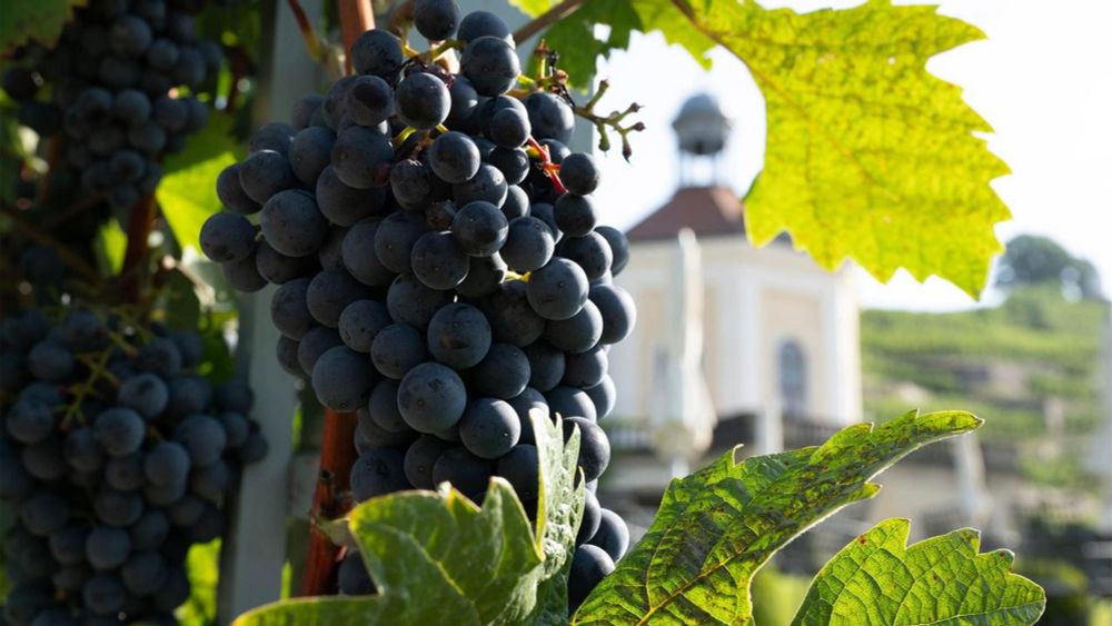 Weltweite Weinproduktion sinkt auf 60-Jahres-Tief