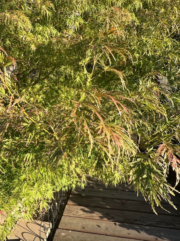 Changing leaves of Japanese maple tree planted for beloved dog Zeus that passed. He likes to show off to let us know he is still around. 